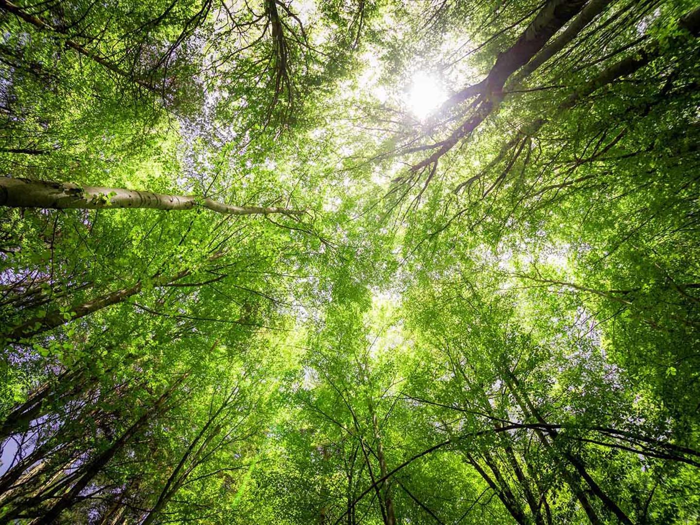 Forest